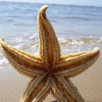 2 ks Prírodné Sušené Hviezdice Sea Star Beach Plavidlá, Svadobné Party Domáce Dekorácie